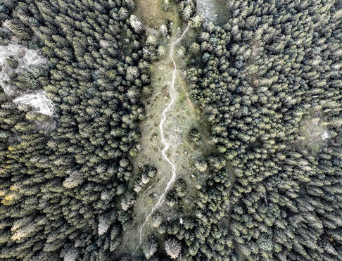 Wald von oben